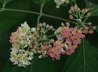 live b. caapi plant flowering