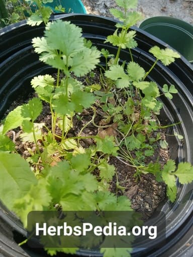 live cilantro plant