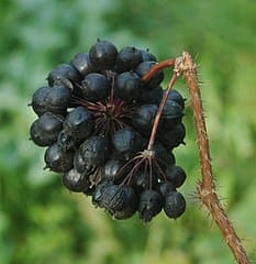 devils bush eleutherococcus senticosus