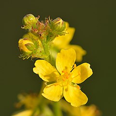 agrimony flower