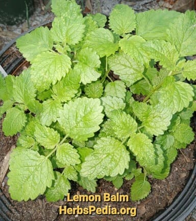live lemon balm plant melissa officinalis