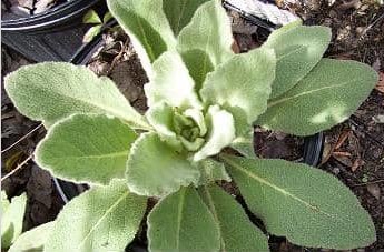 live verbasum thapsus plant