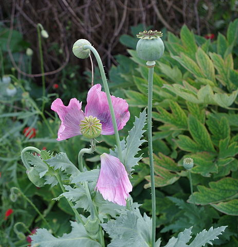 live opium poppy plant