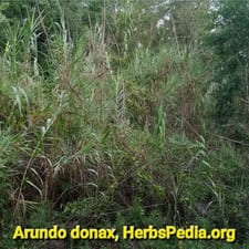 live arundo donax plants