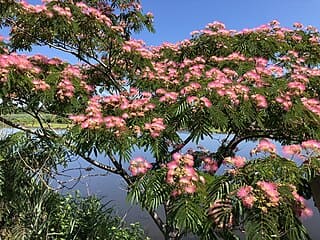 live silk tree albizia julibrissin