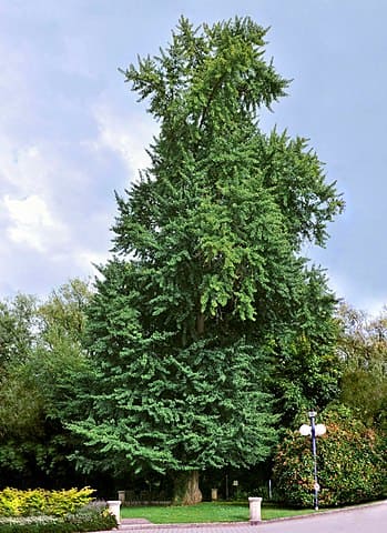 live tall ginkgo biloba tree