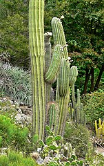 live wild trichocereus terscheckii cactus