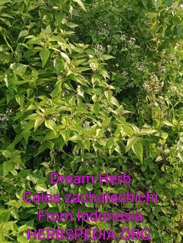 live wild calea zacatechichi dream herb plant indonesia