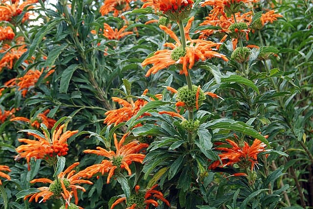 live wild dagga plants