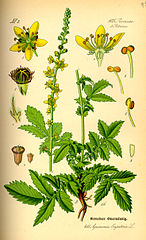 agrimony plant illustration