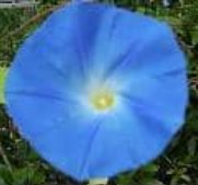 morning glory