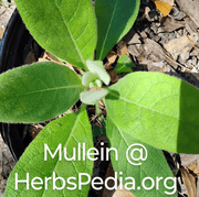 mullein