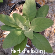 live mullein thapsus plant