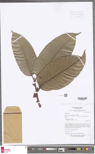 Olmedioperebea sclerophylla