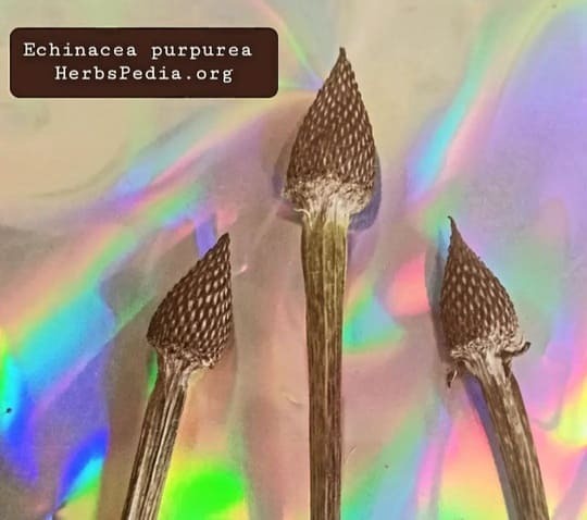 pineal gland shaped echinacea flower-head centers