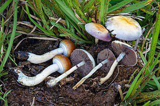 psilocybin mushrooms