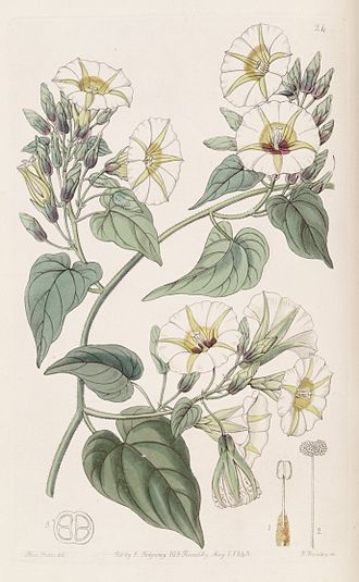 serpent vine