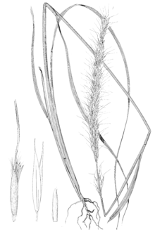 sleepy grass achnatherum robustum