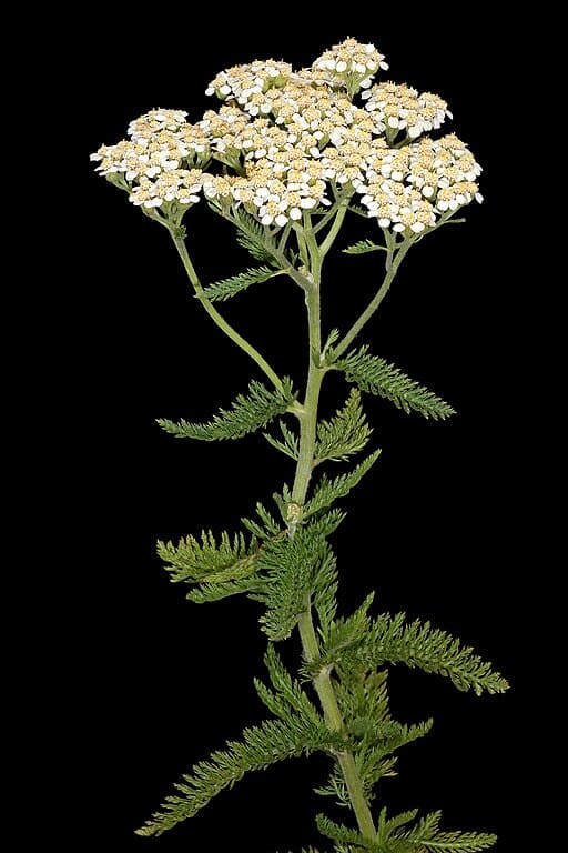 Yarrow Achillea millefolium